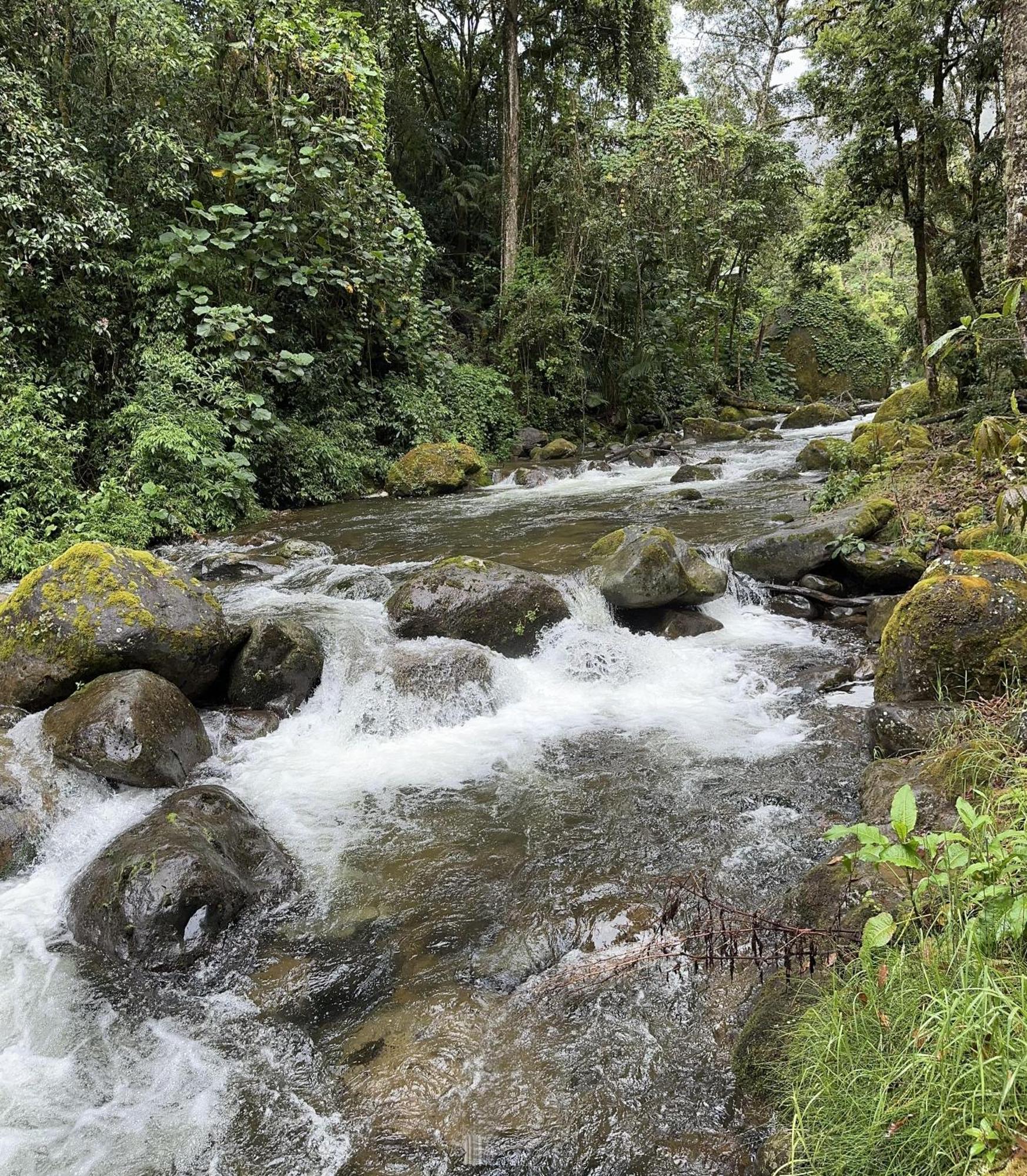 Entre Arboles Lodge San Gerardo de Dota Bagian luar foto