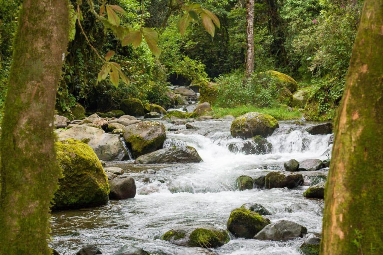 Entre Arboles Lodge San Gerardo de Dota Bagian luar foto