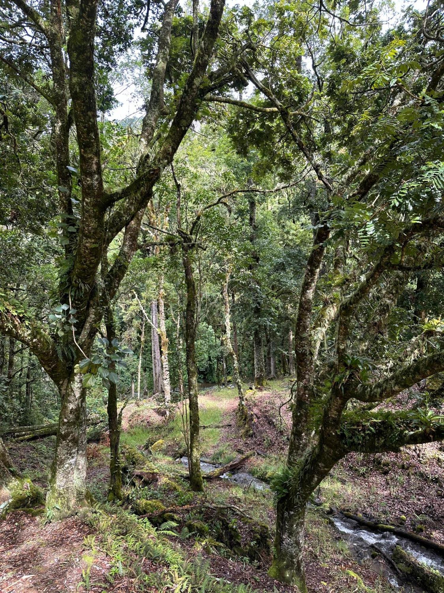 Entre Arboles Lodge San Gerardo de Dota Bagian luar foto