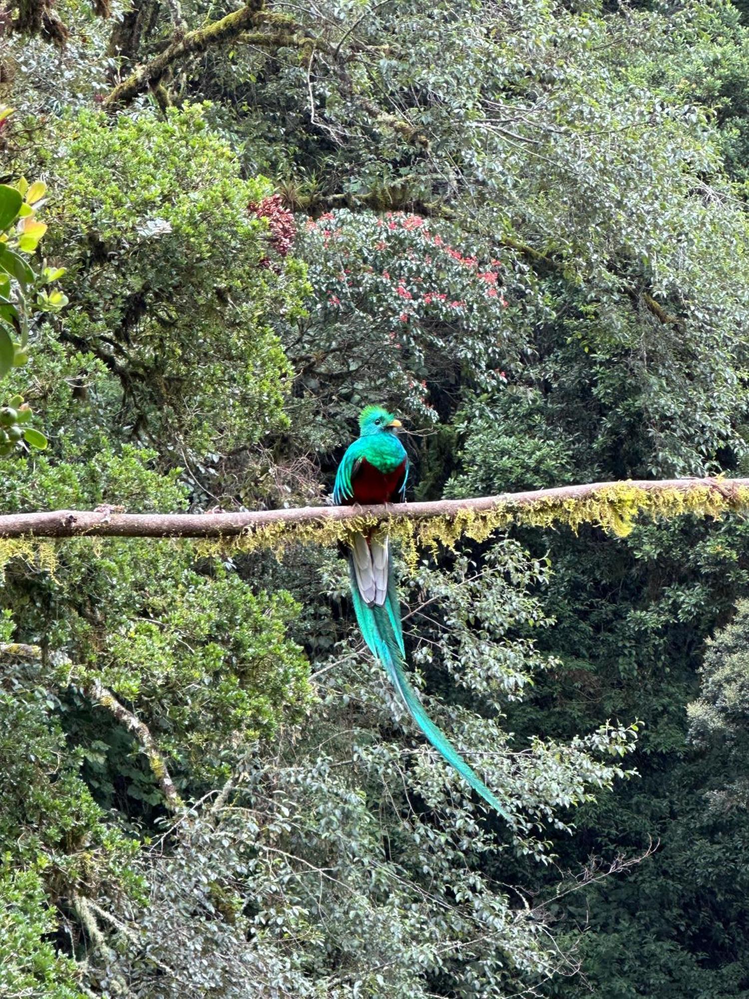 Entre Arboles Lodge San Gerardo de Dota Bagian luar foto