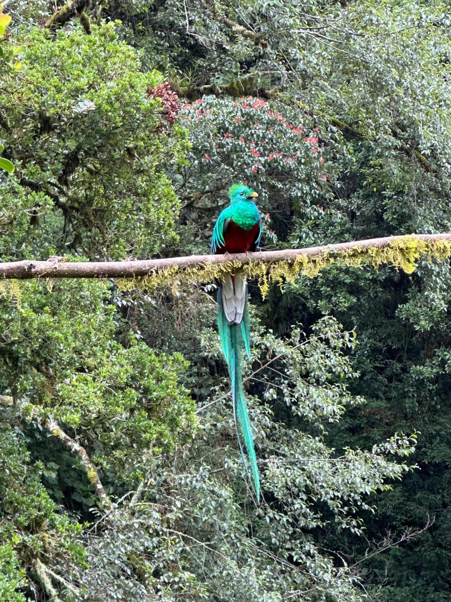 Entre Arboles Lodge San Gerardo de Dota Bagian luar foto
