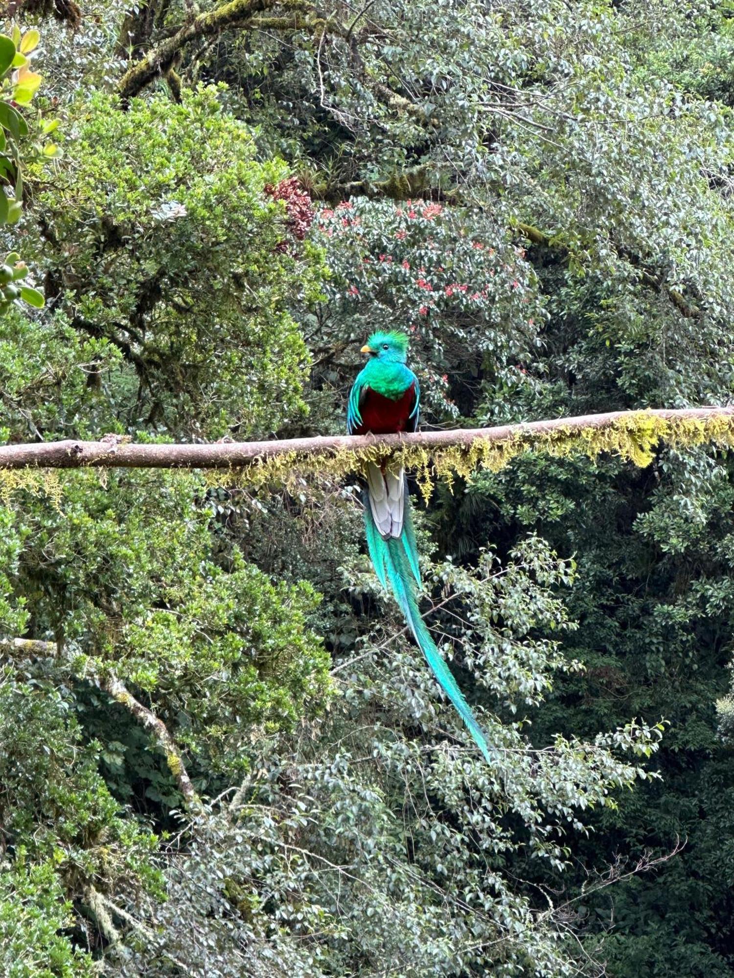 Entre Arboles Lodge San Gerardo de Dota Bagian luar foto
