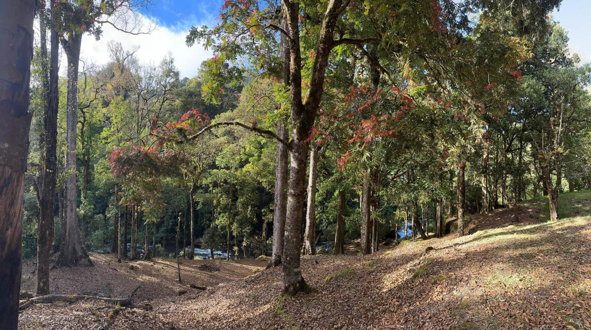 Entre Arboles Lodge San Gerardo de Dota Bagian luar foto