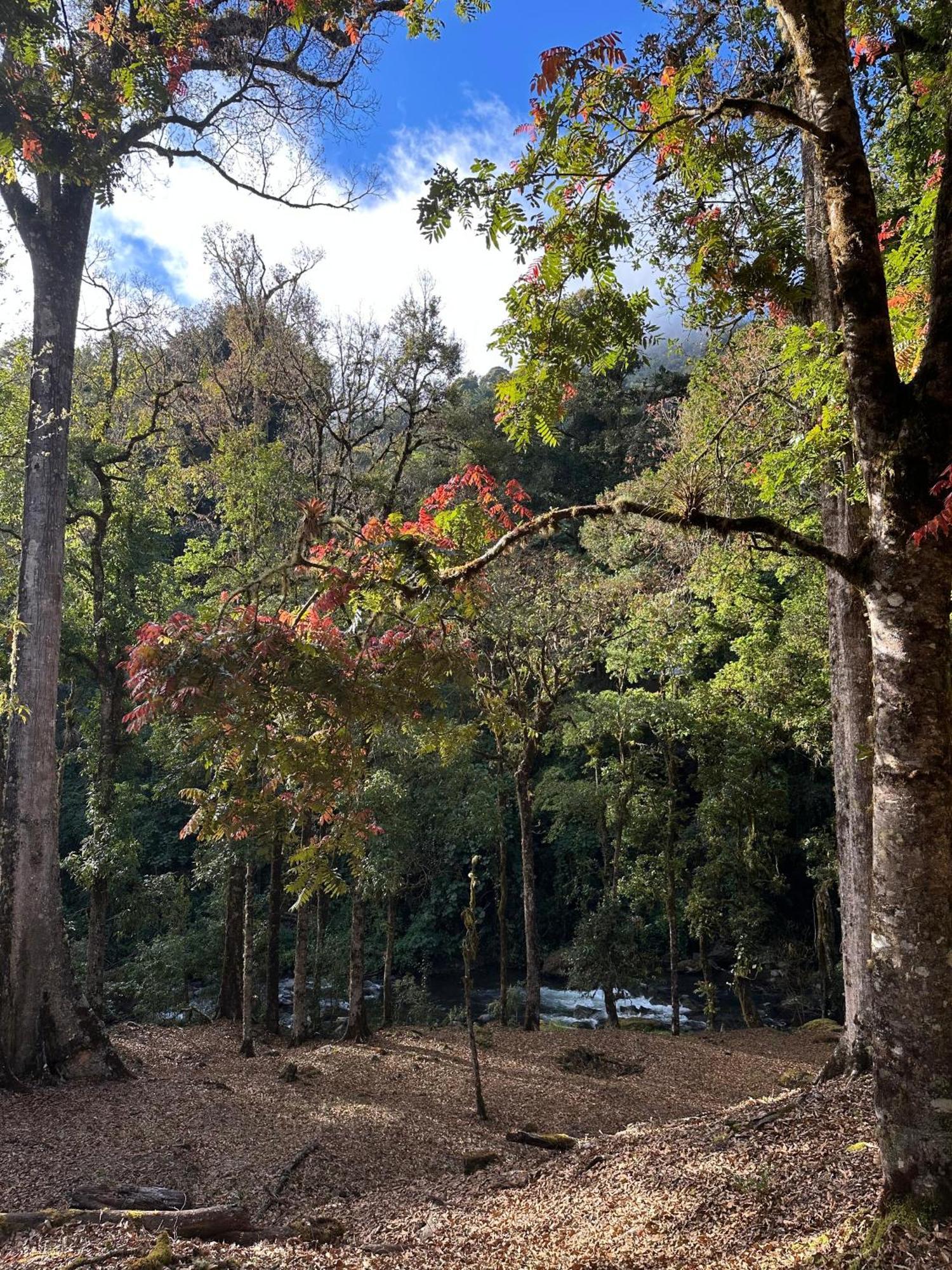 Entre Arboles Lodge San Gerardo de Dota Bagian luar foto