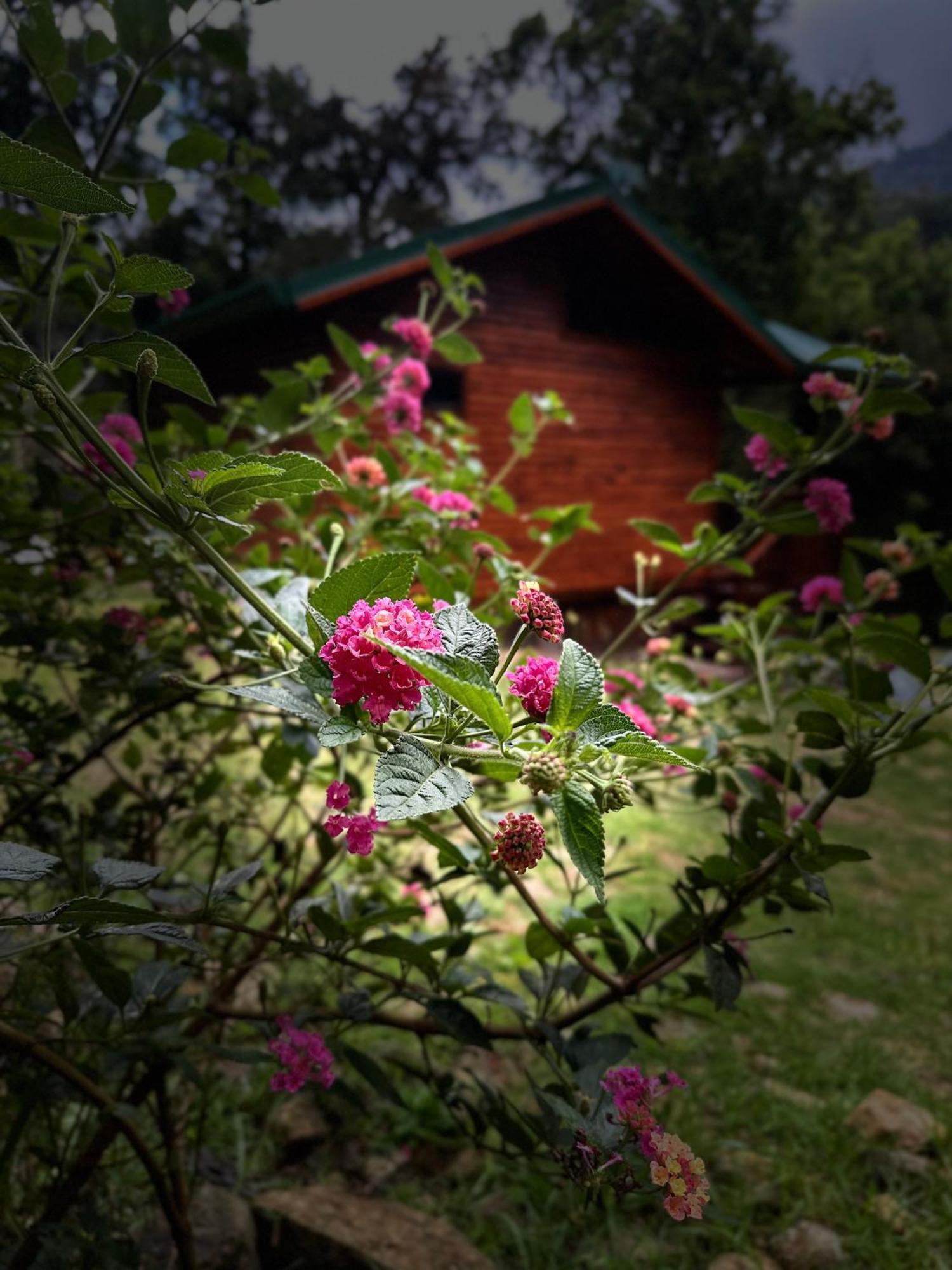 Entre Arboles Lodge San Gerardo de Dota Bagian luar foto