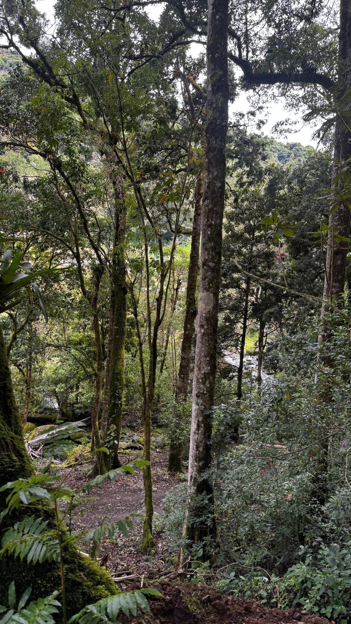 Entre Arboles Lodge San Gerardo de Dota Bagian luar foto